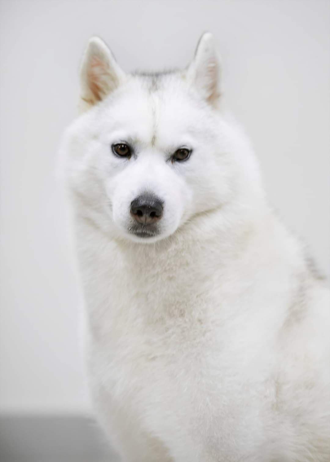 Siberian Husky Puppies breeder image 9