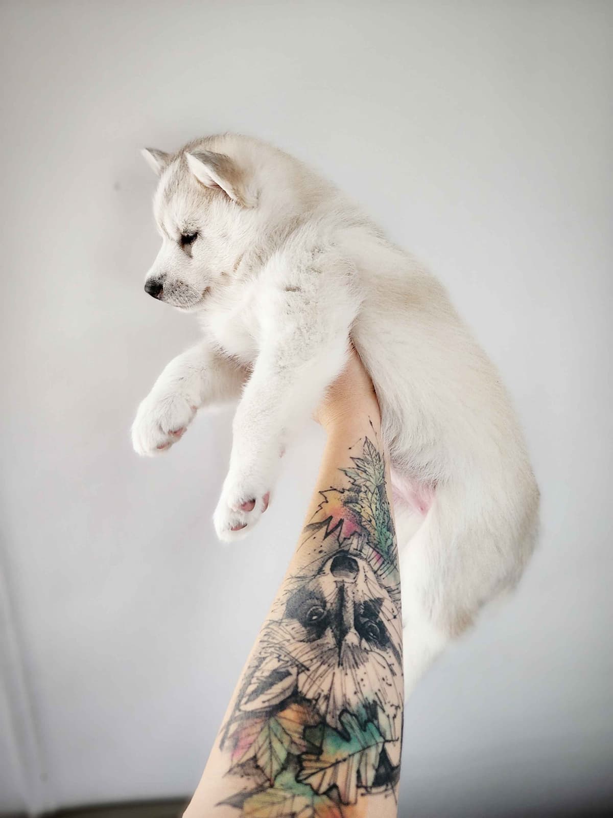 Siberian Husky Puppies breeder image 10