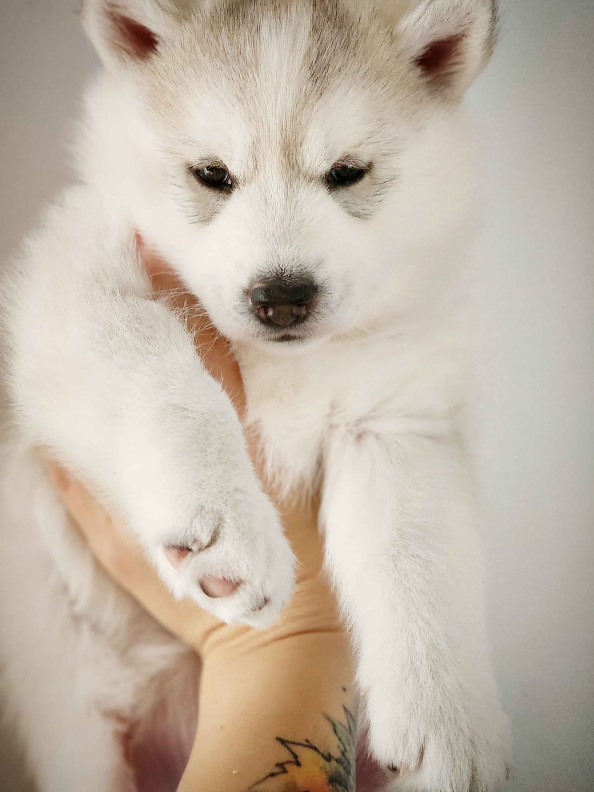 Siberian Husky Puppies breeder image 11