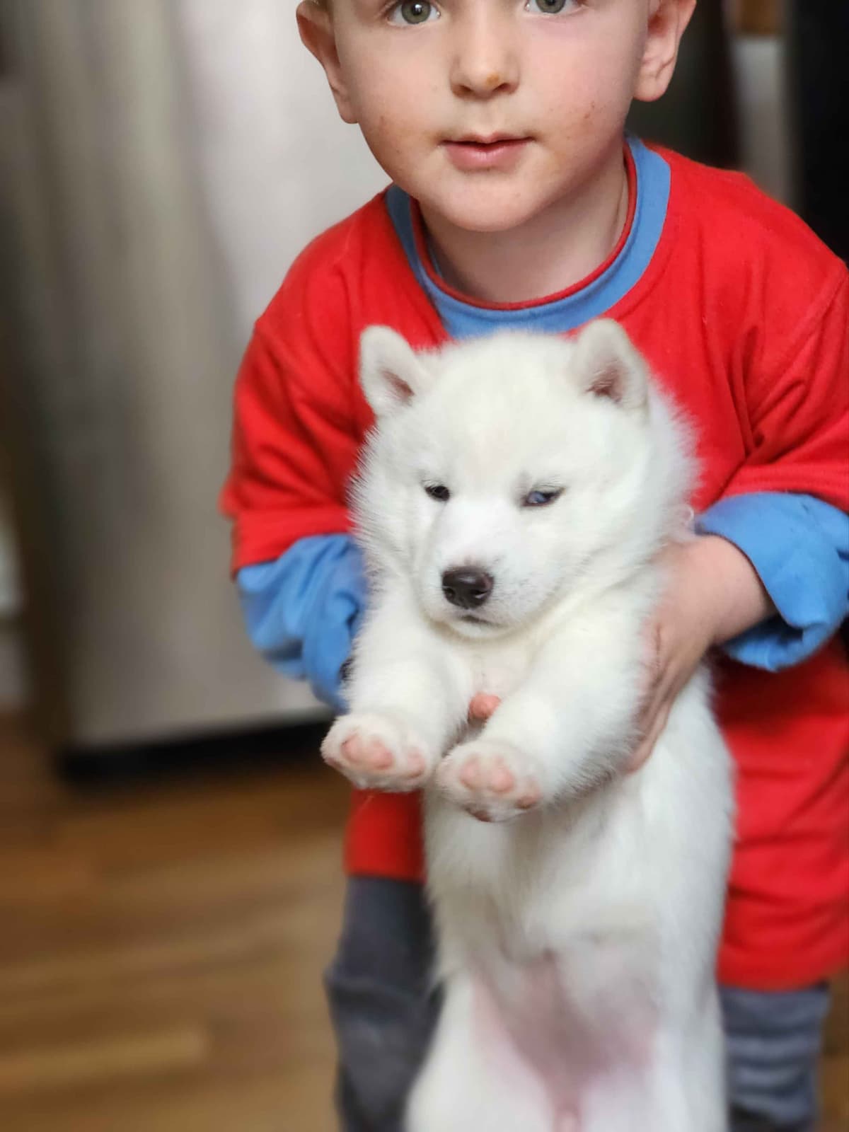 Siberian Husky Puppies breeder image 12