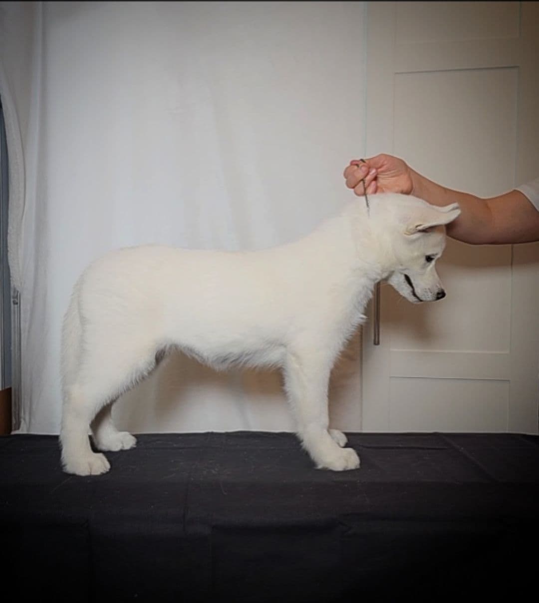 Siberian Husky Puppies breeder image 13
