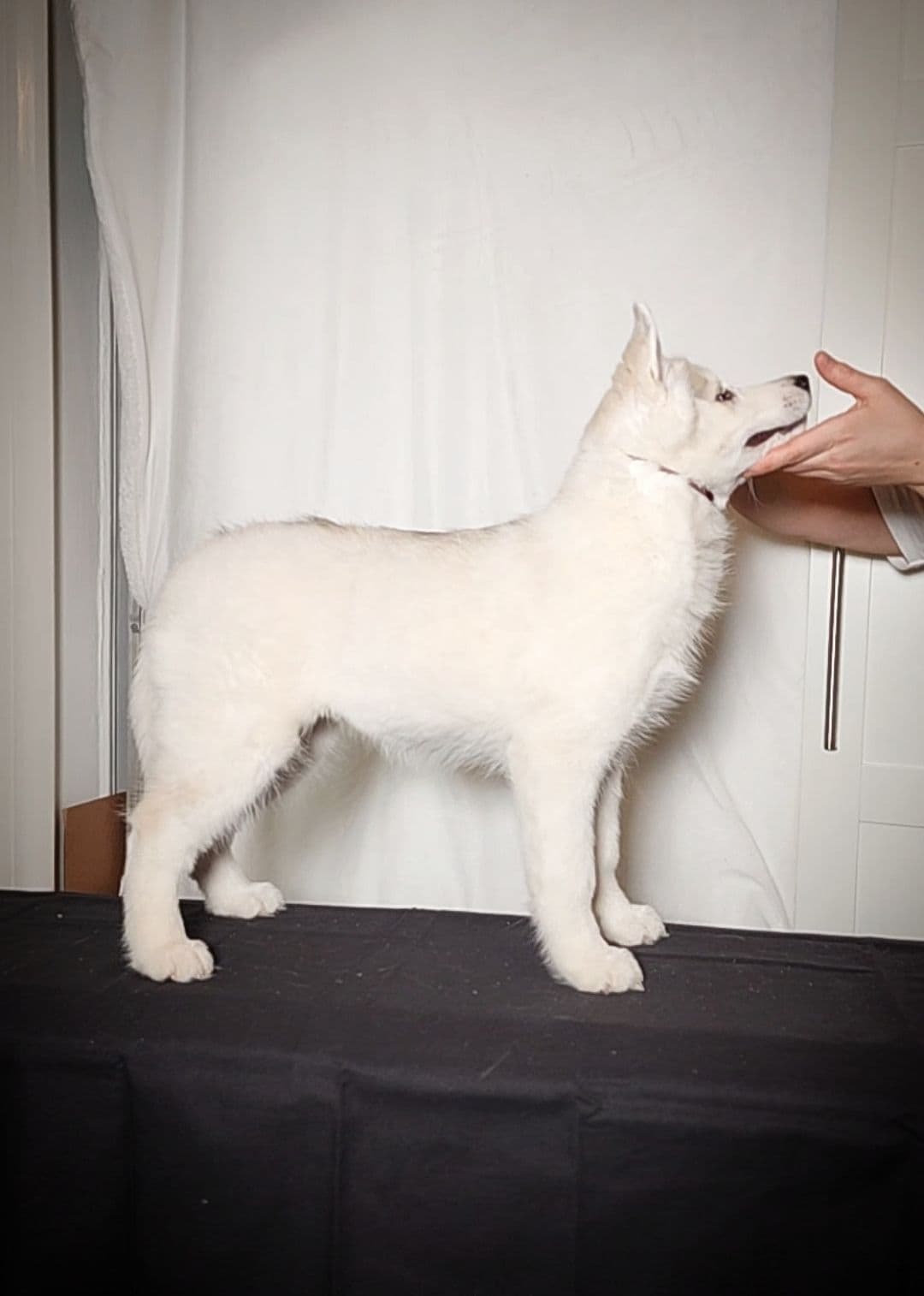 Siberian Husky Puppies breeder image 14