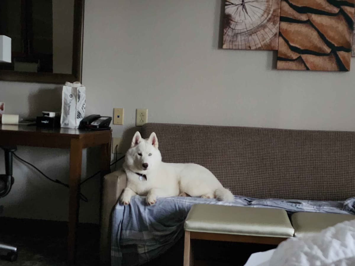 Siberian Husky Puppies breeder image 15