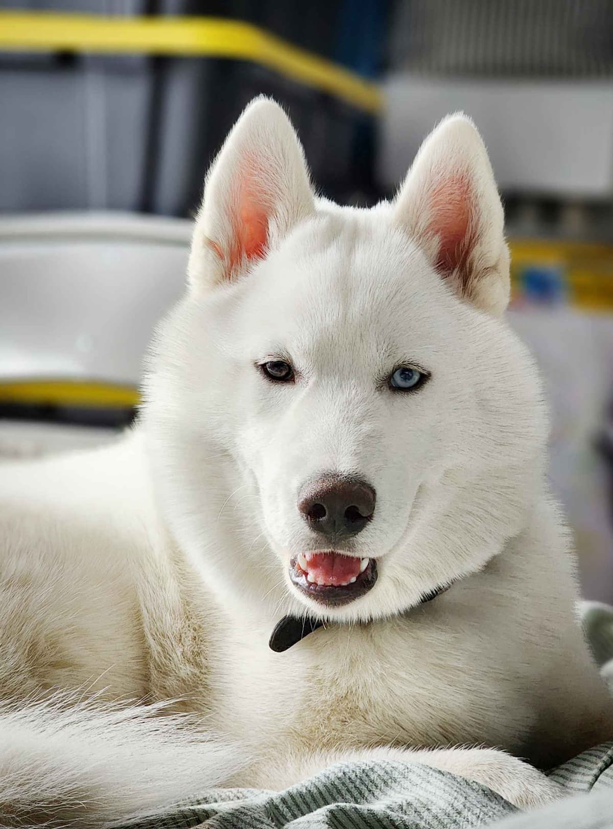 Siberian Husky Puppies breeder image 16