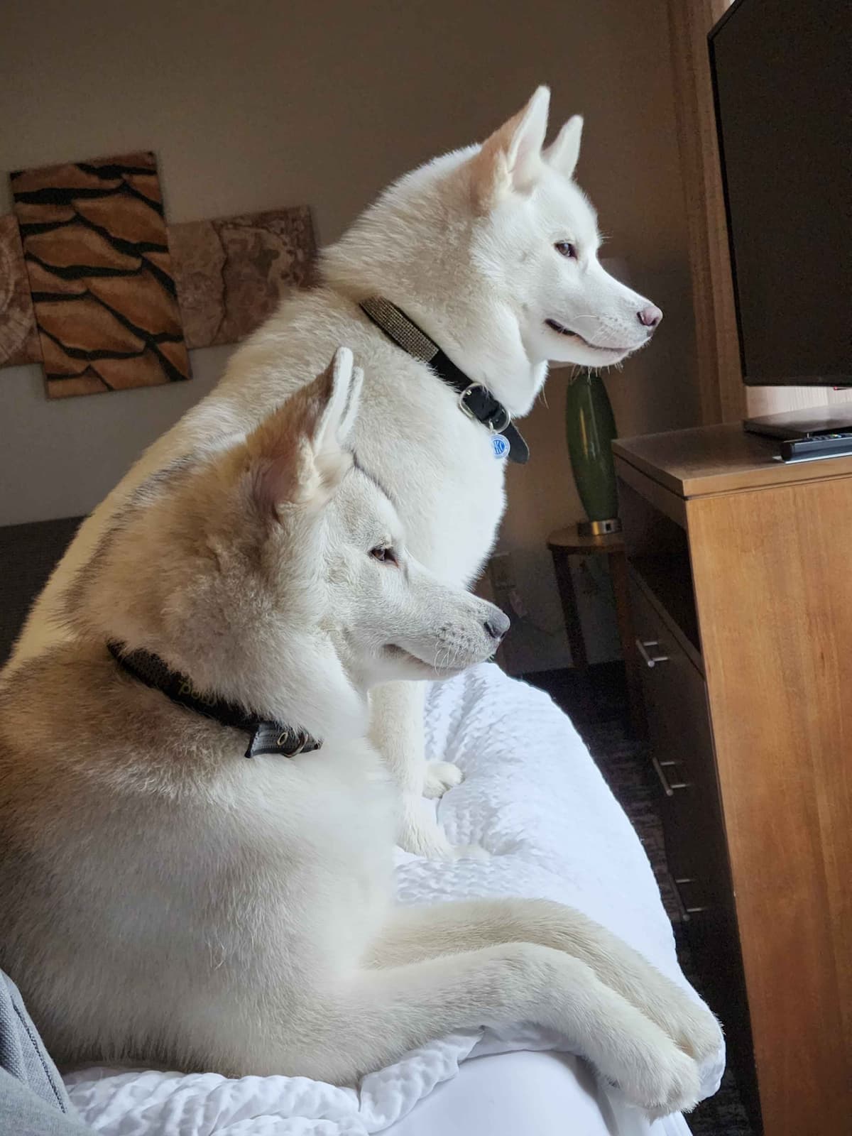 Siberian Husky Puppies breeder image 18