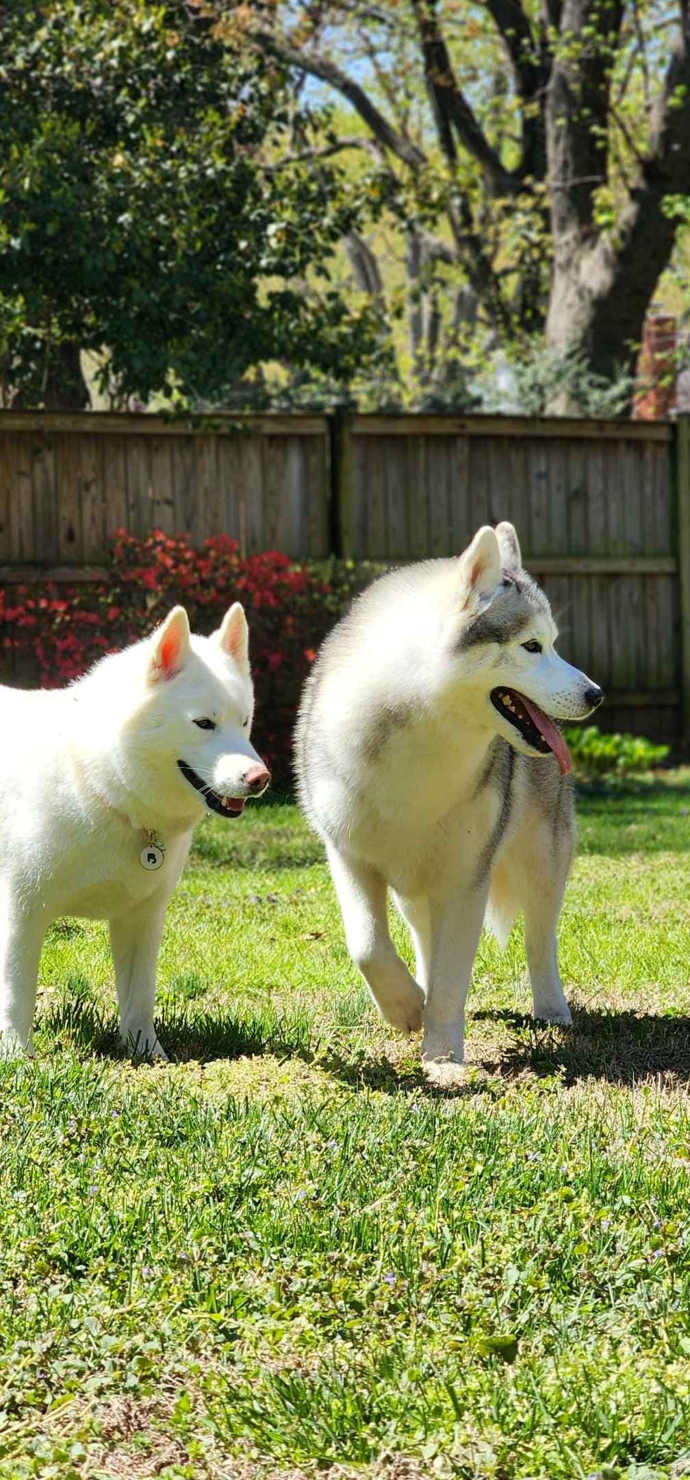 Siberian Husky Puppies breeder image 21
