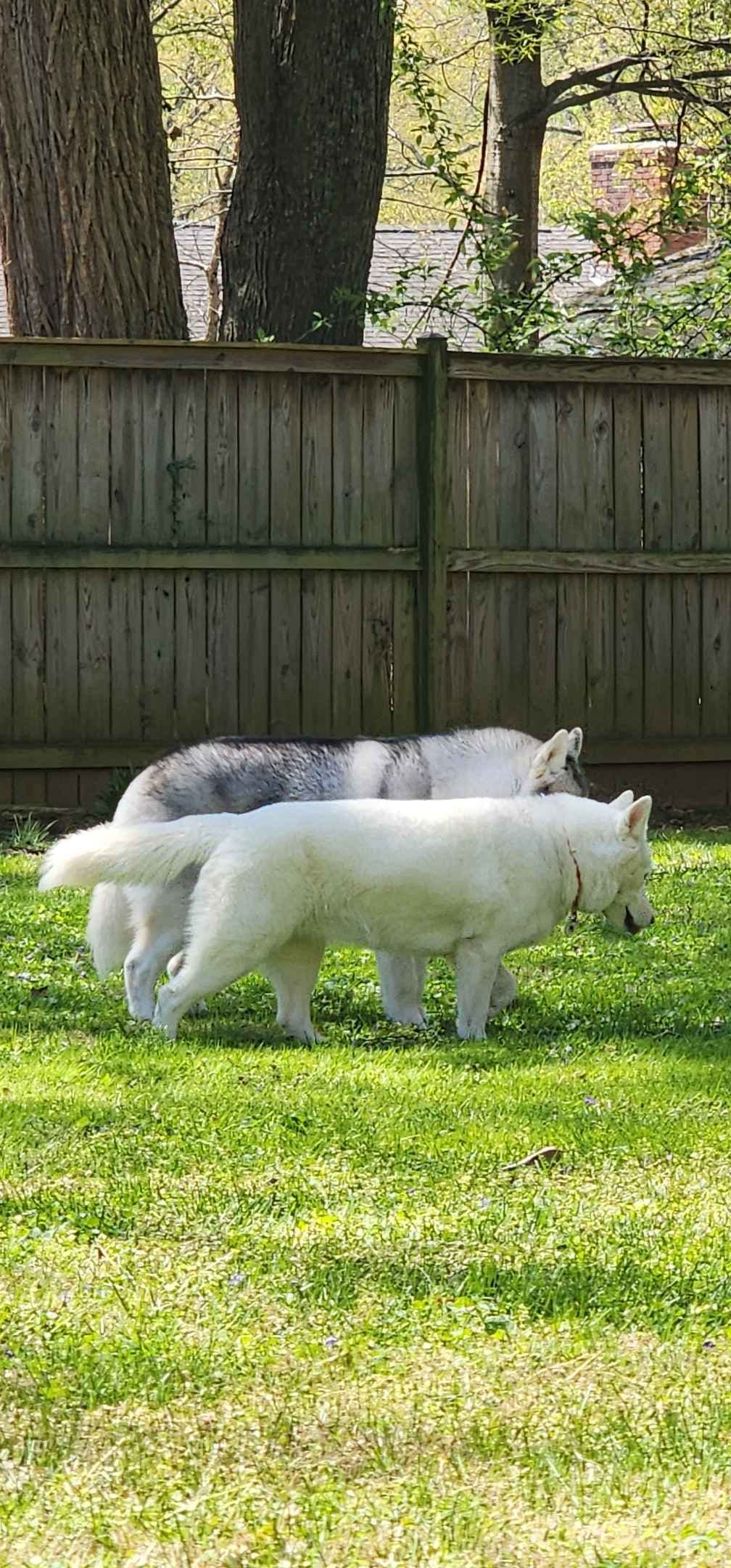 Siberian Husky Puppies breeder image 22