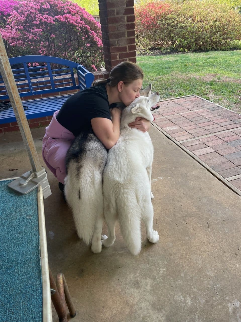 Siberian Husky Puppies breeder image 25