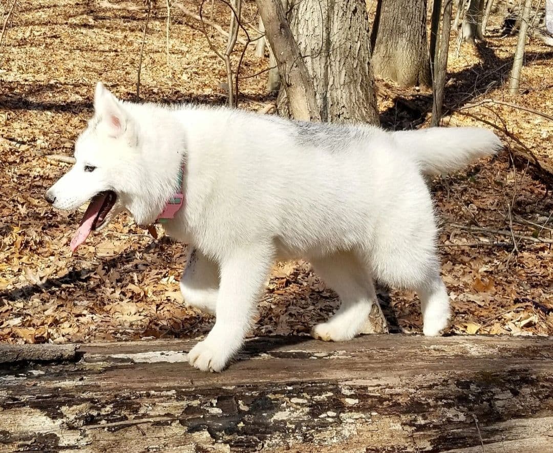 Siberian Husky Puppies breeder image 26