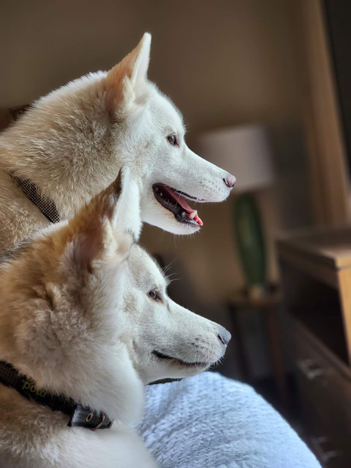 Siberian Husky Puppies breeder image 27