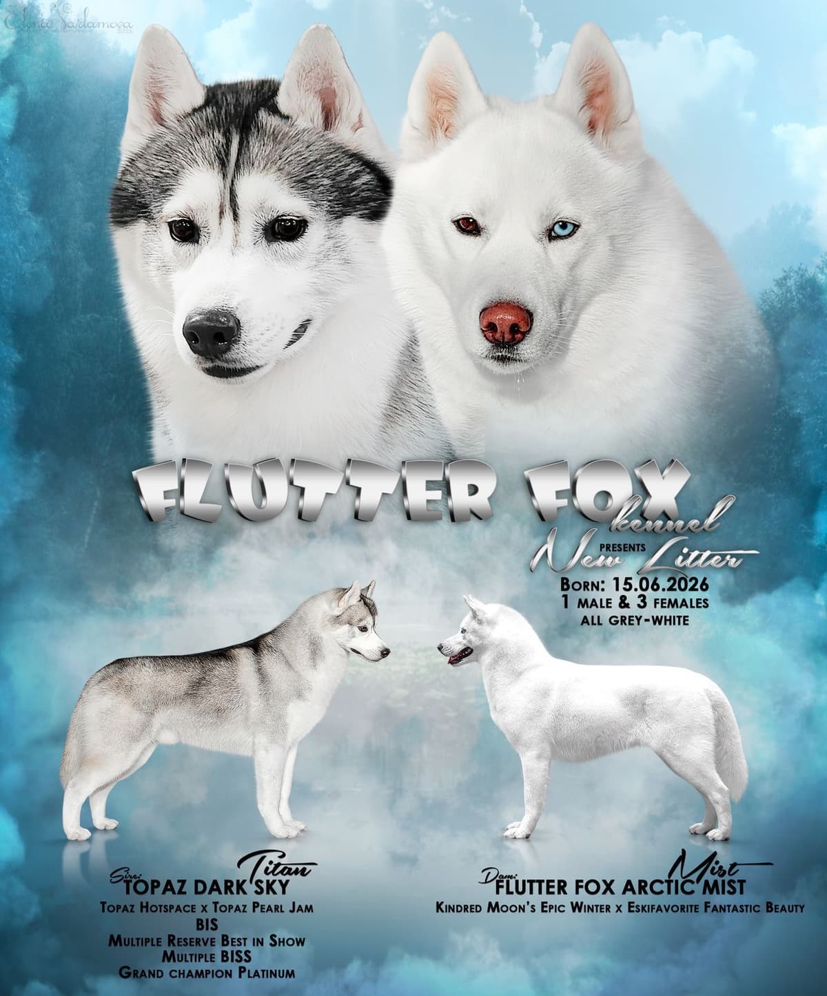 Siberian Husky Puppies breeder image 28