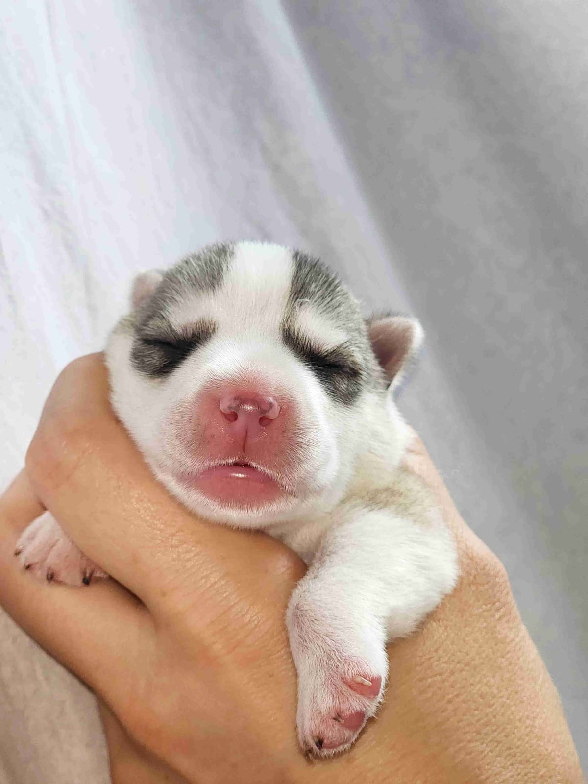Siberian Husky Puppies breeder image 29