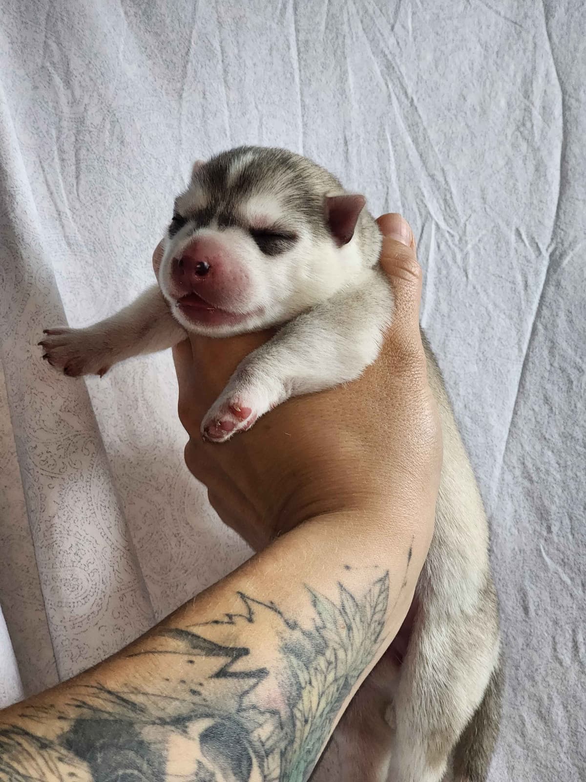 Siberian Husky Puppies breeder image 30