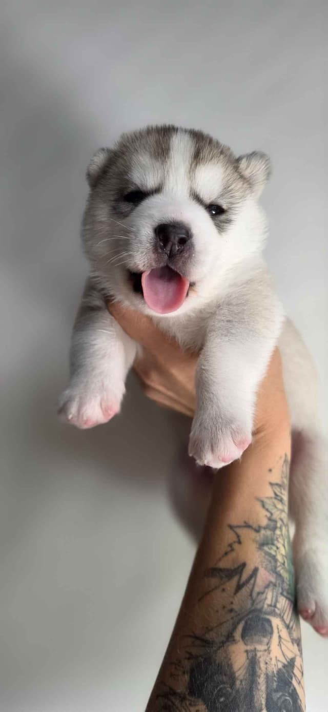 Siberian Husky Puppies media 2