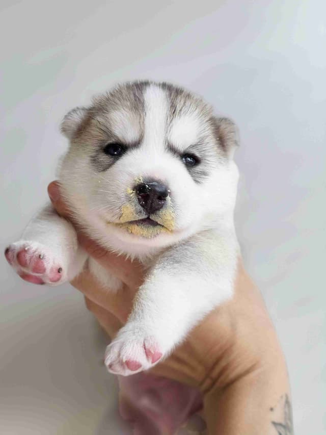 Siberian Husky Puppies media 3