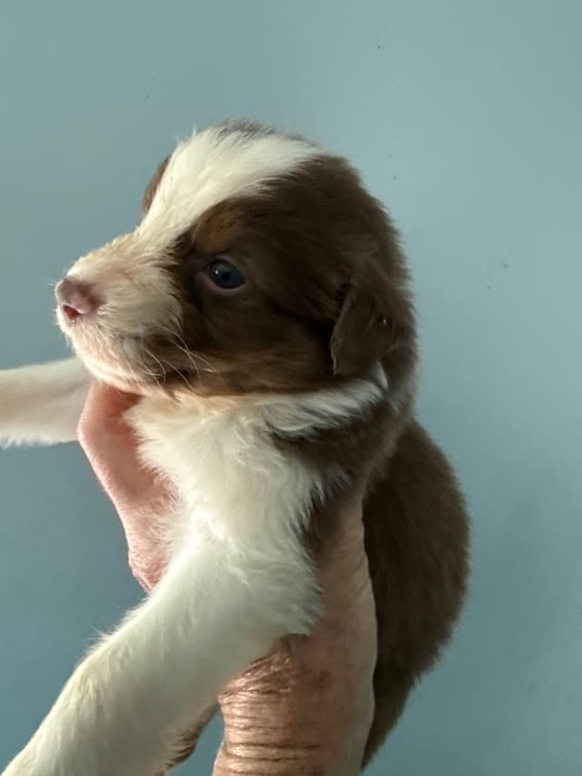 Australian Shepherd Puppies media 2