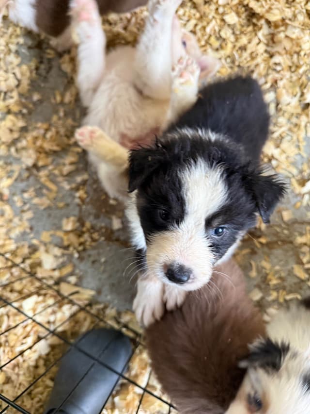 Australian Shepherd Puppies media 5