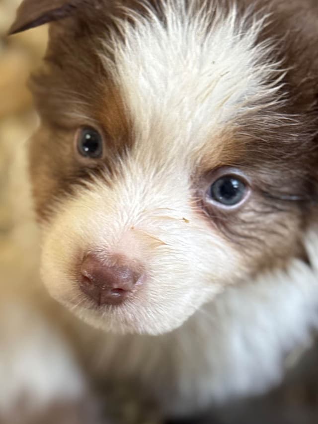 Australian Shepherd Puppies media 4