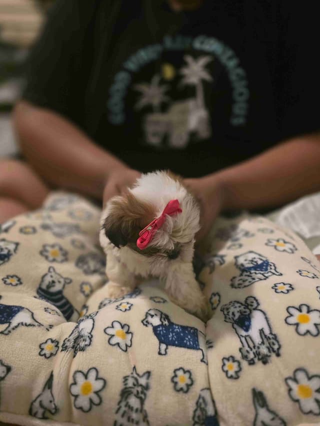 Shih Tzu Puppies media 5