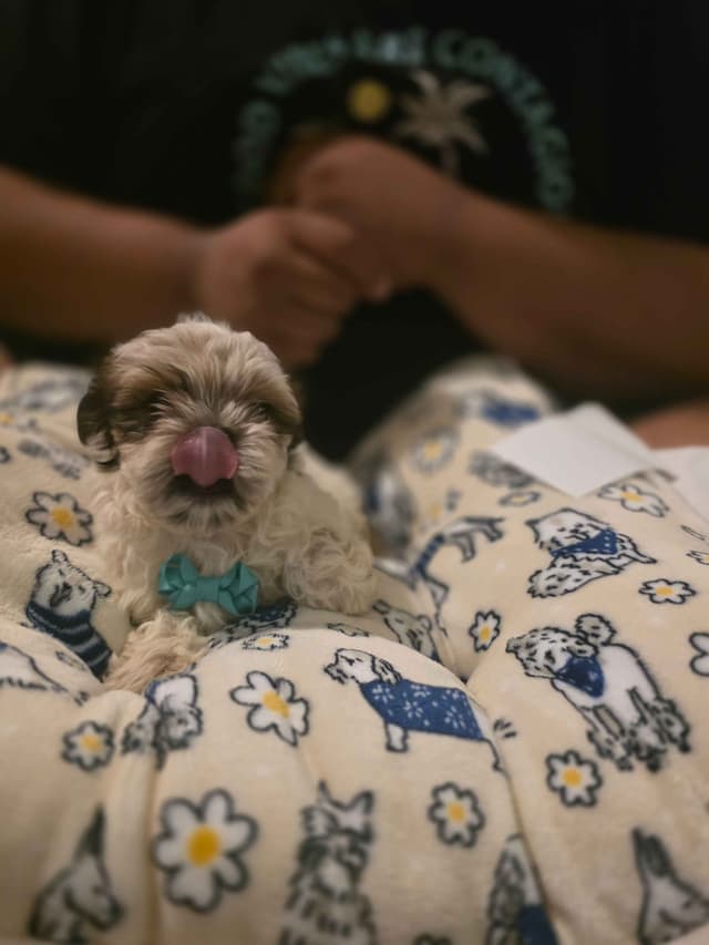 Shih Tzu Puppies media 2