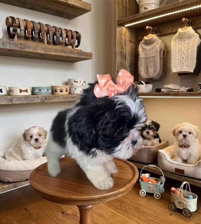 Shih Tzu Puppies media 4