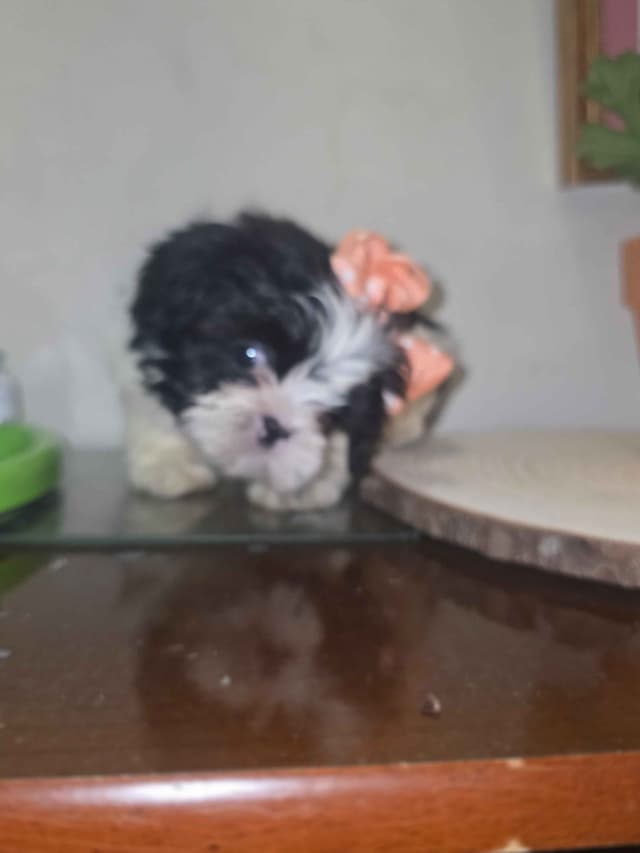 Shih Tzu Puppies media 6