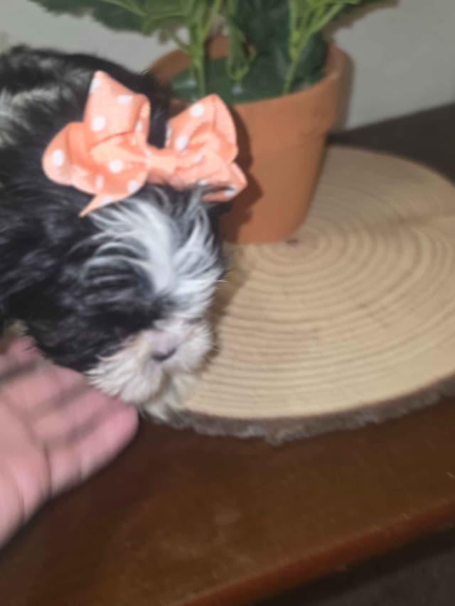 Shih Tzu Puppies media 8