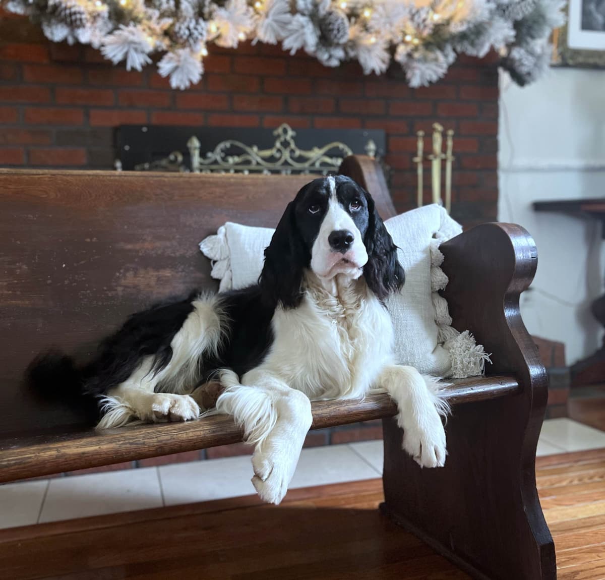 English Springer Spaniel Puppies breeder image 1
