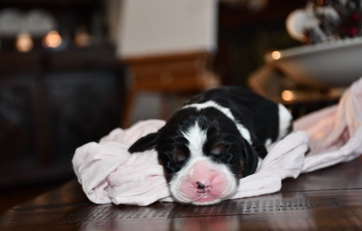 English Springer Spaniel Puppies breeder image 4