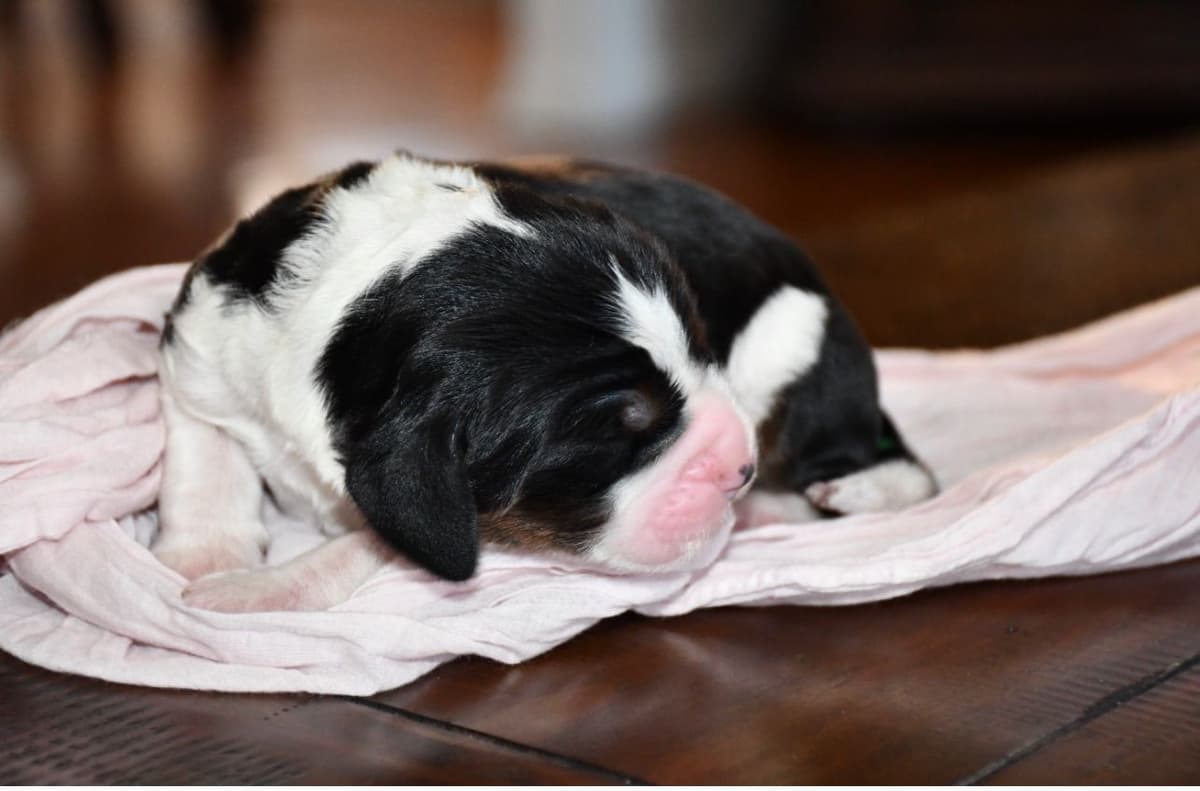 English Springer Spaniel Puppies breeder image 3