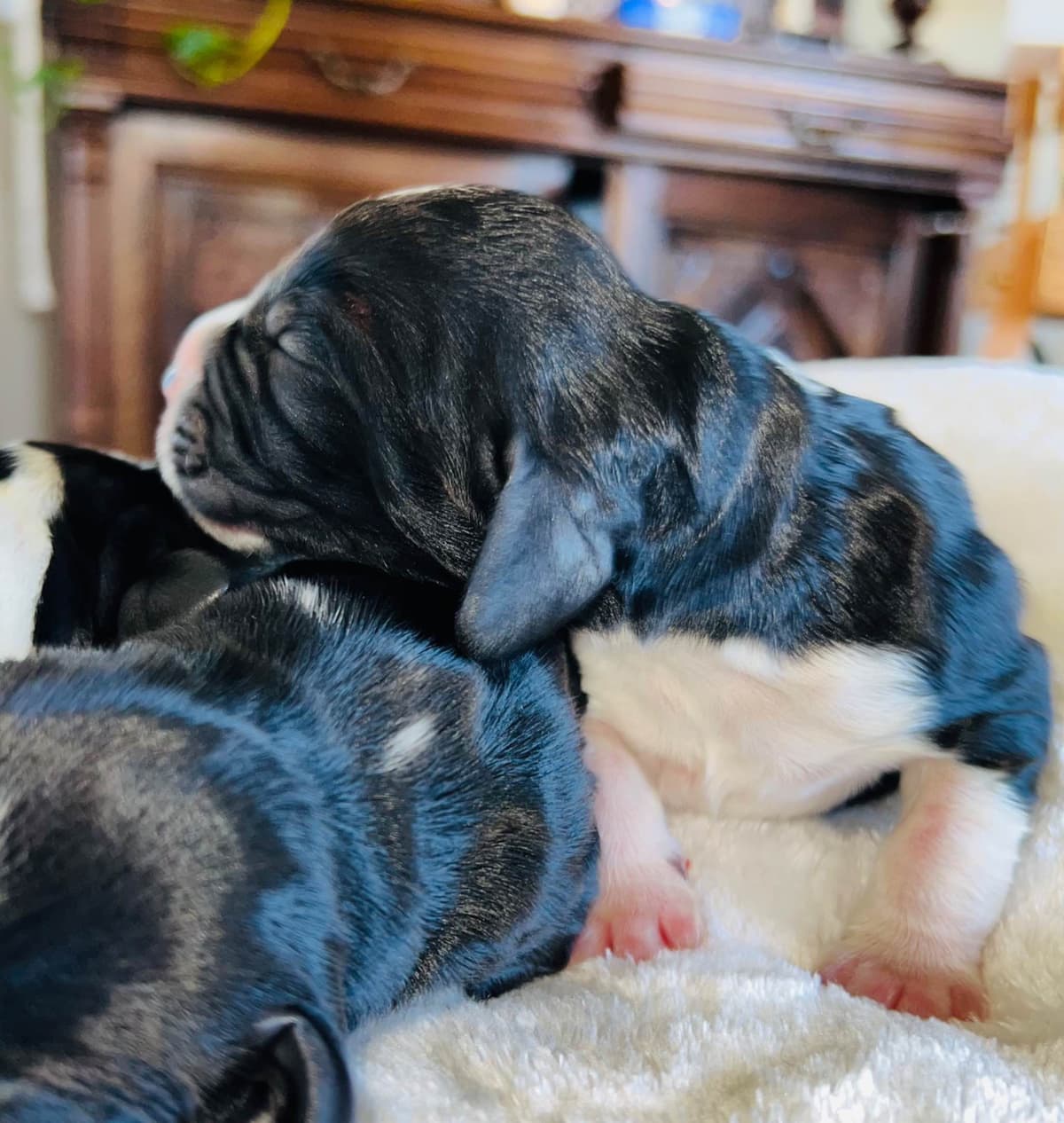 English Springer Spaniel Puppies breeder image 5
