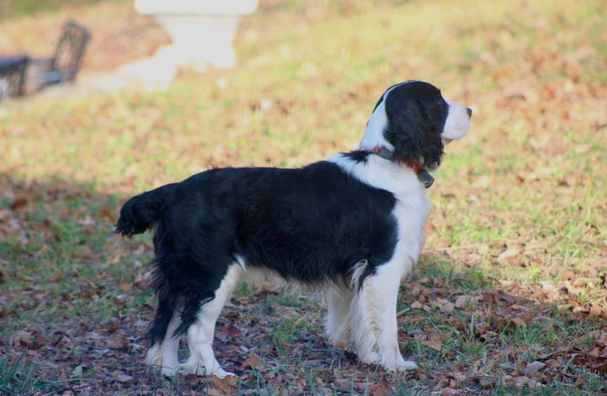 English Springer Spaniel Puppies breeder image 7