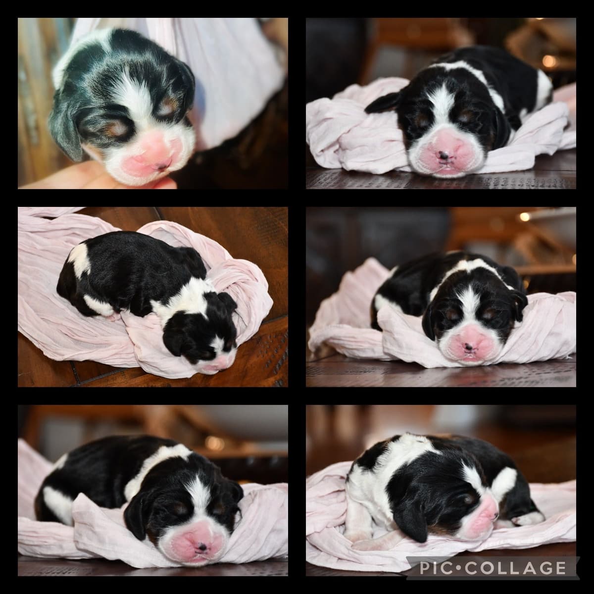 English Springer Spaniel Puppies breeder image 8