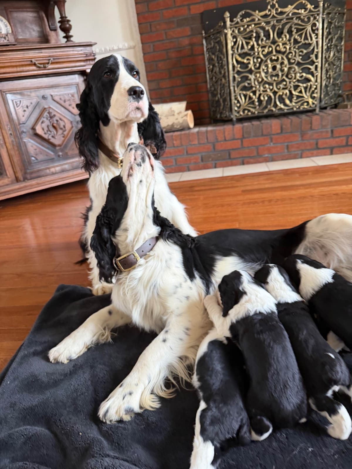 English Springer Spaniel Puppies breeder image 9