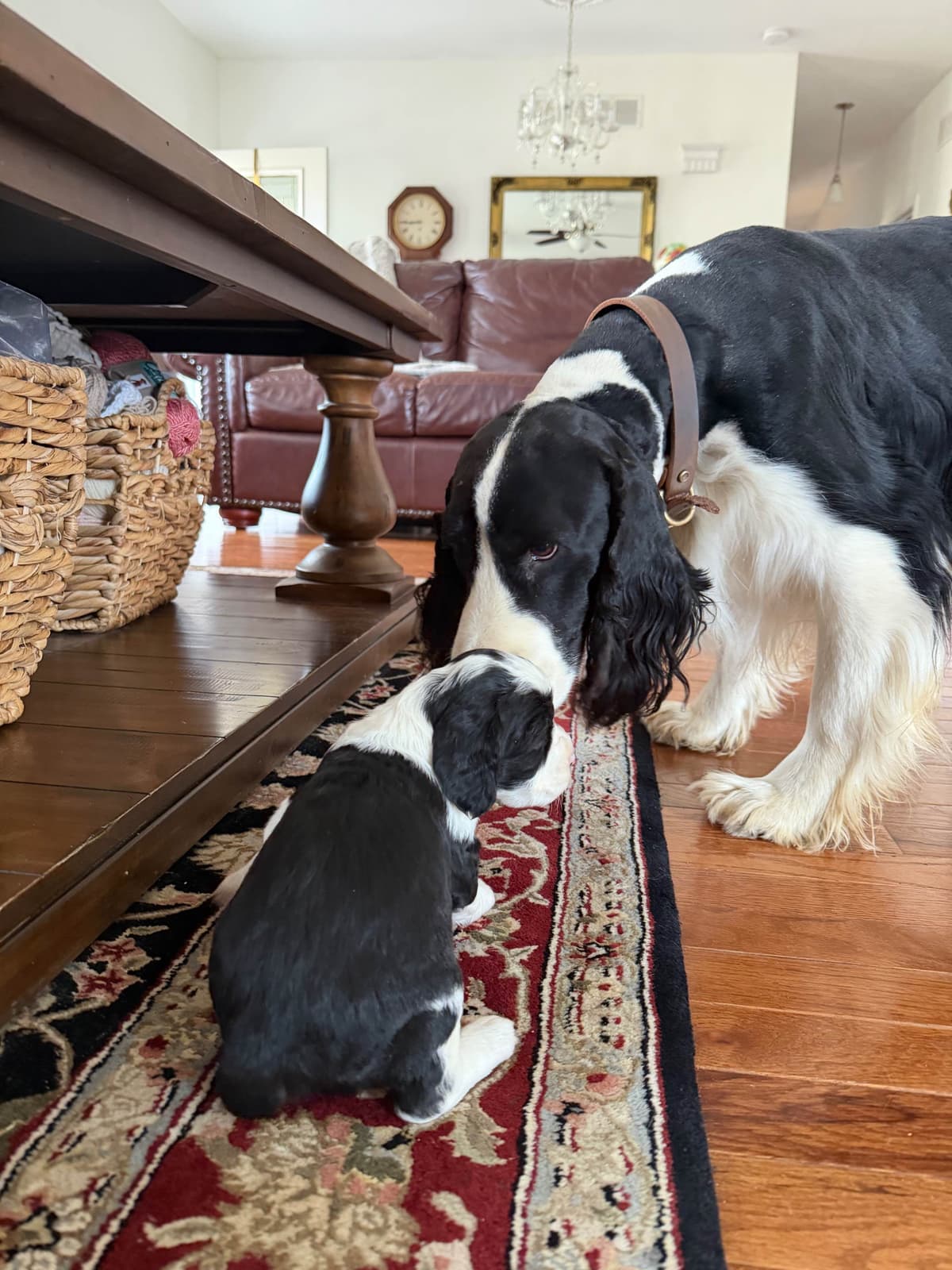 English Springer Spaniel Puppies breeder image 10
