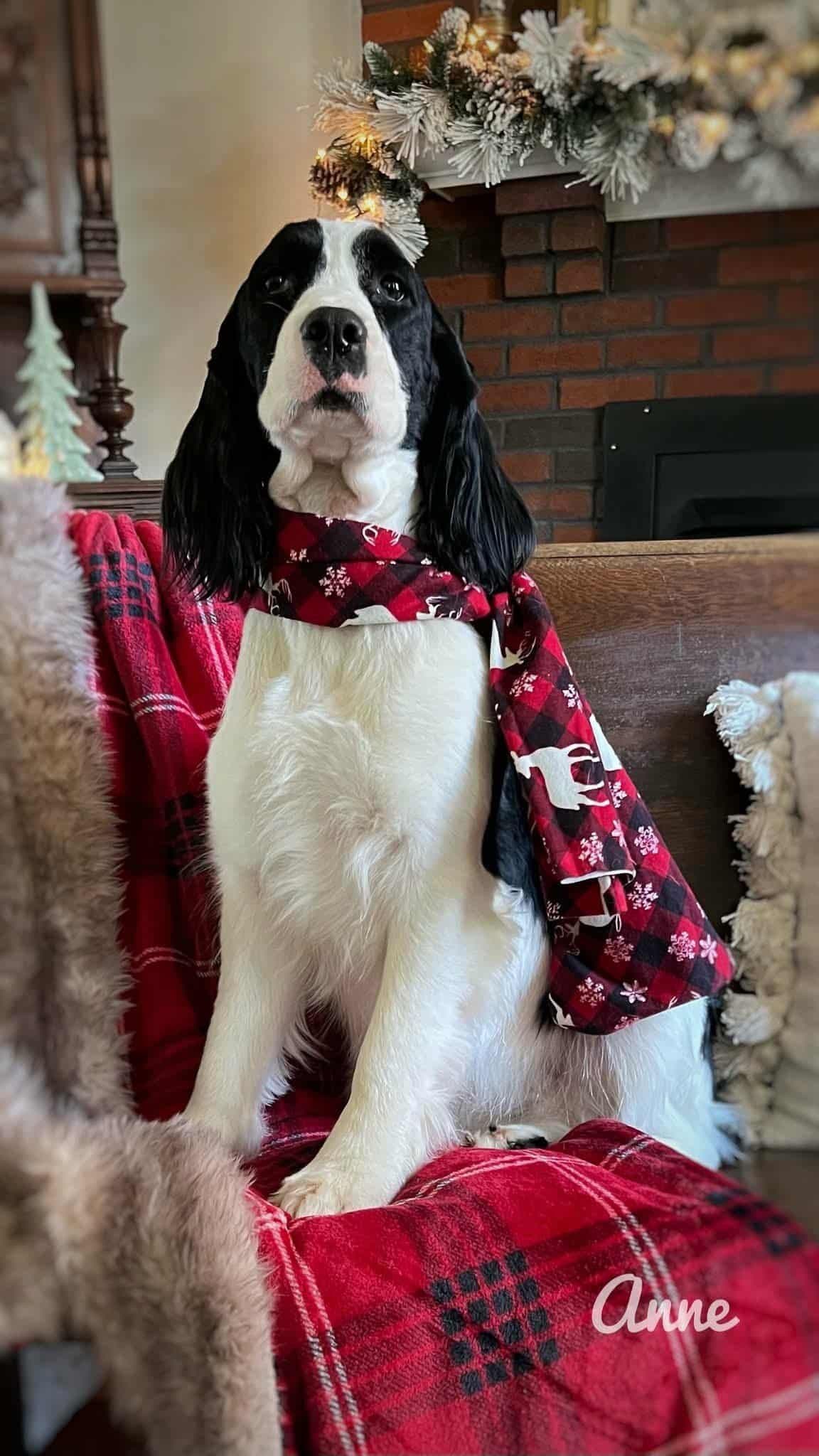 English Springer Spaniel Puppies breeder image 11