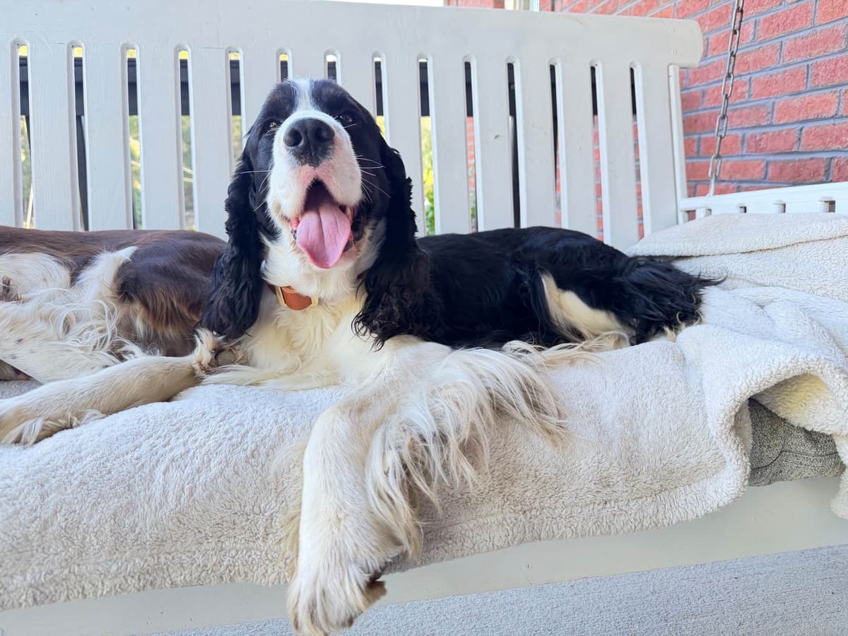 English Springer Spaniel Puppies breeder image 13