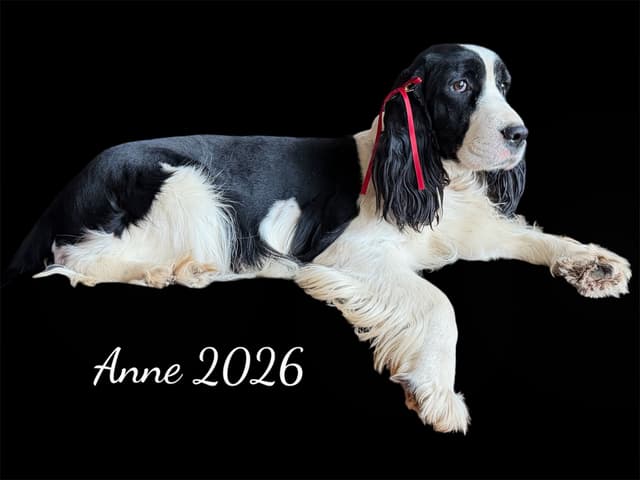 English Springer Spaniel Puppies media 2