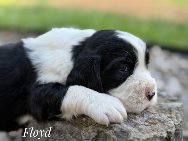 English Springer Spaniel Puppies media 6
