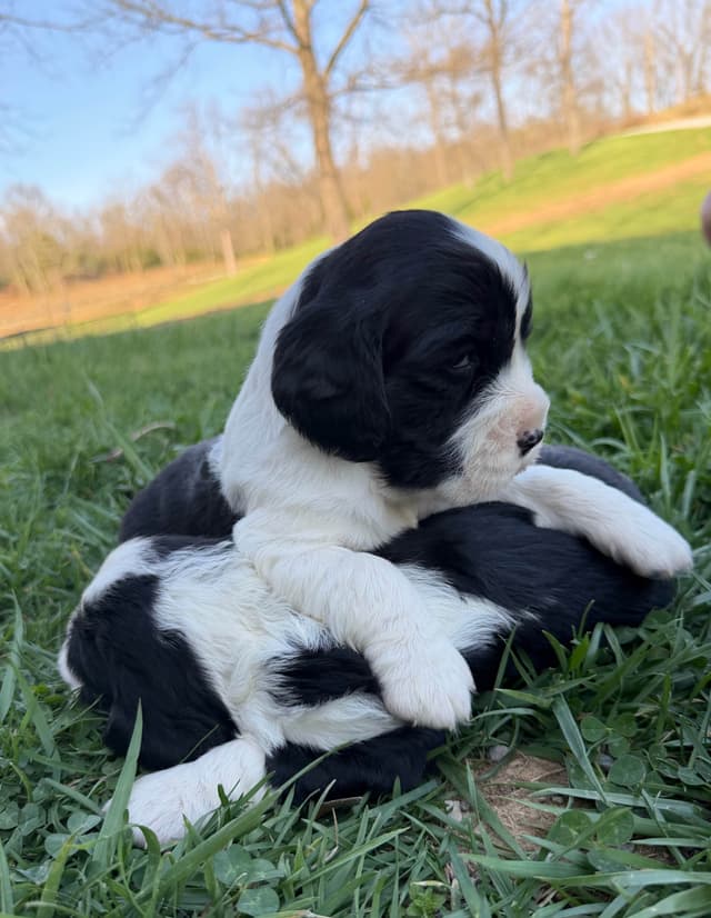 English Springer Spaniel Puppies media 7