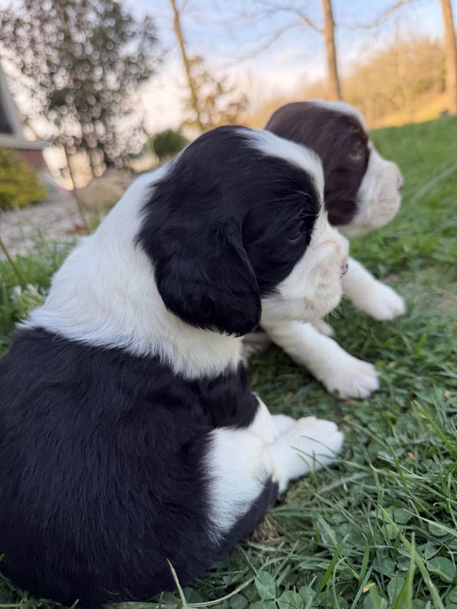English Springer Spaniel Puppies media 8