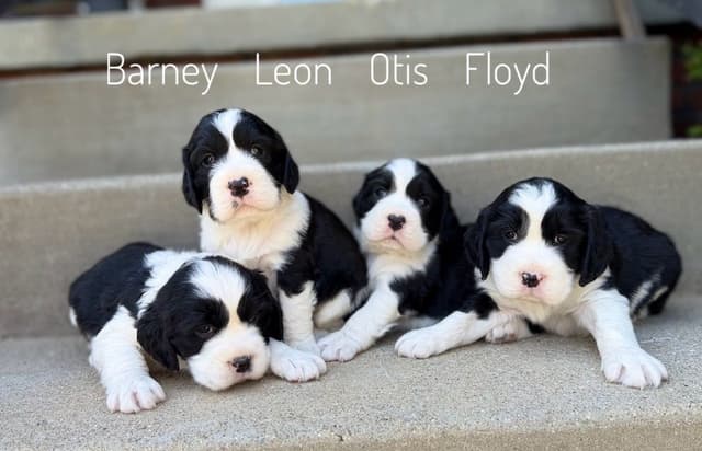 English Springer Spaniel Puppies media 9