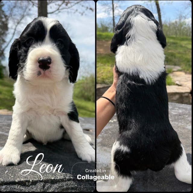 English Springer Spaniel Puppies media 10