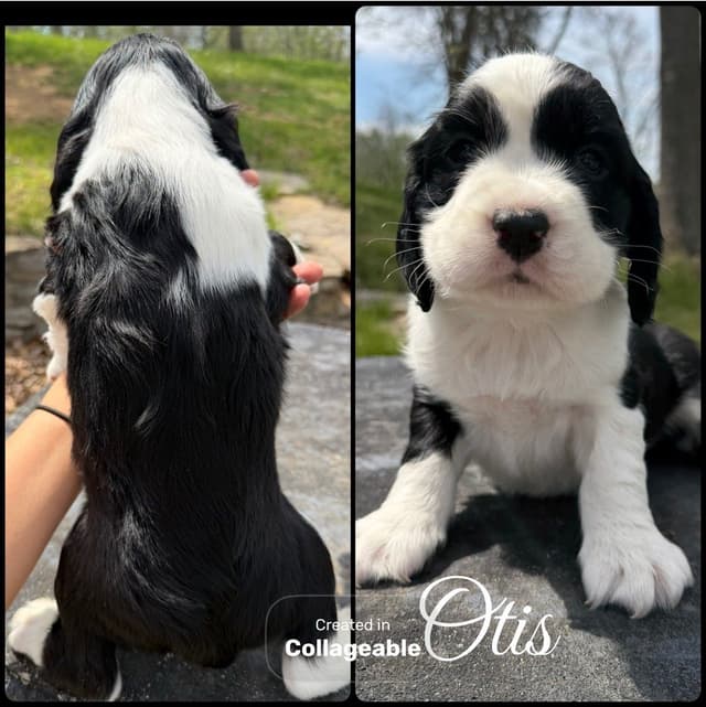 English Springer Spaniel Puppies media 11