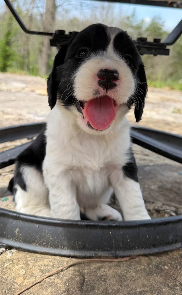 English Springer Spaniel Puppies media 12