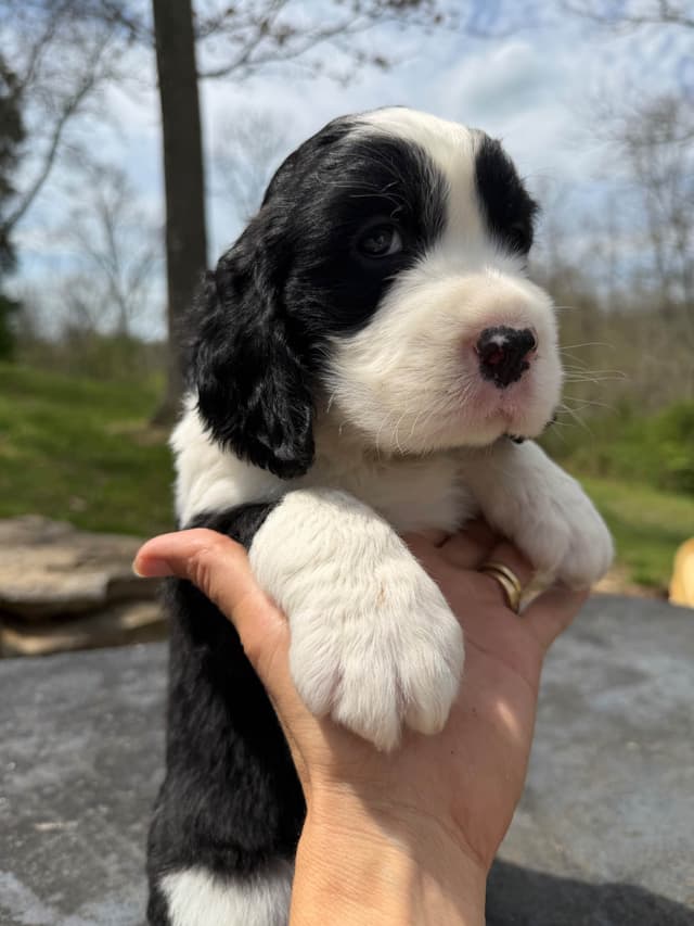 English Springer Spaniel Puppies media 13