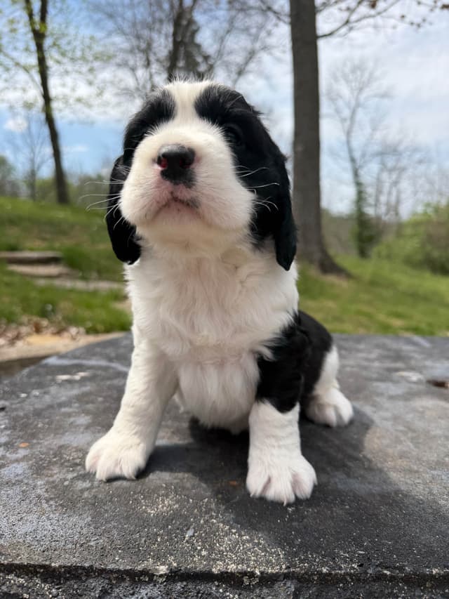 English Springer Spaniel Puppies media 14
