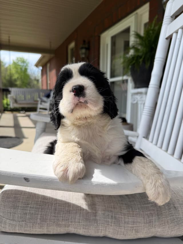 English Springer Spaniel Puppies media 15