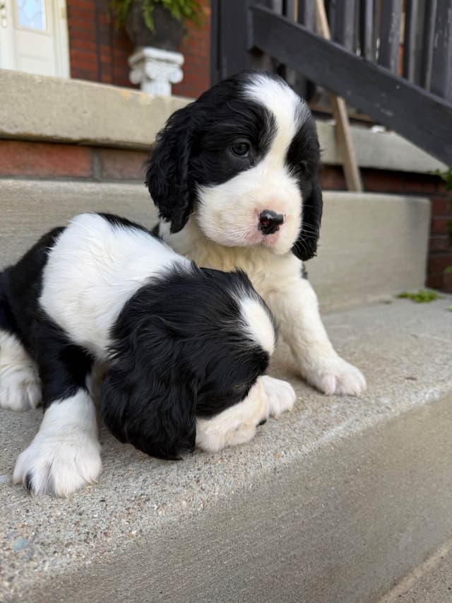 English Springer Spaniel Puppies media 16