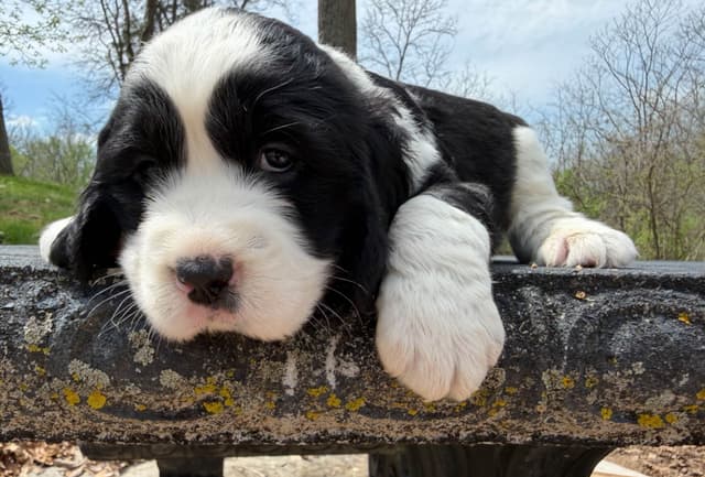 English Springer Spaniel Puppies media 17